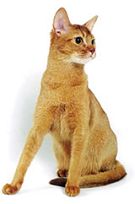 abyssinian sorel4