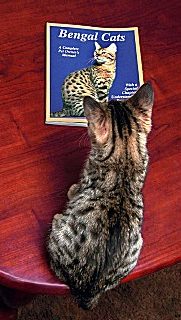 bengal5