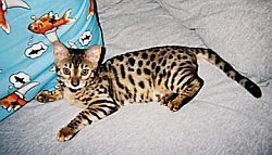 bengal9