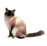 birman2