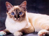 birman3