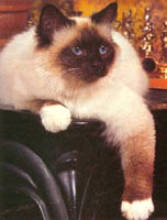 birman4