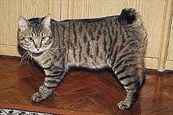 bobtail kuril