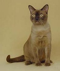 burmese1