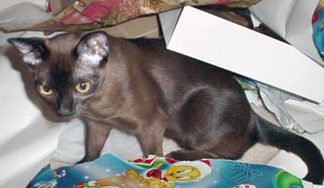 burmese6