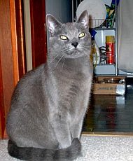 chartreux1