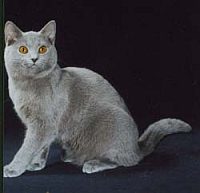 chartreux2
