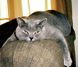 chartreux4
