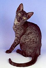 egyptian mau3