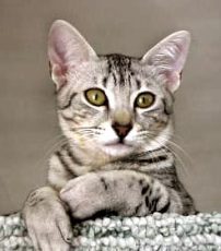 egyptian mau4