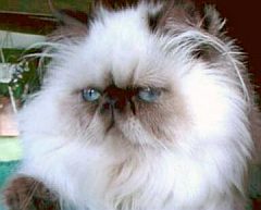 himalayan1