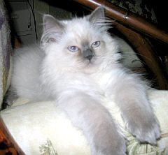 himalayan5