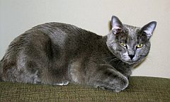 korat3
