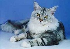 maine coon2
