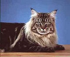 maine coon3