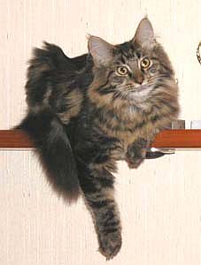 maine coon4