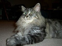 maine coon6