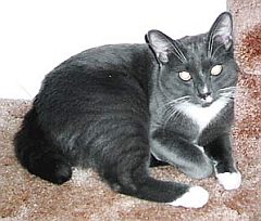 manx3