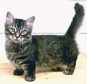 munchkin2