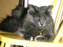 nebelung1