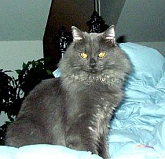 nebelung2