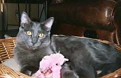 nebelung3