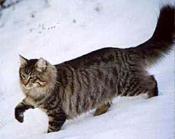norwegian3