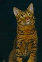 ocicat