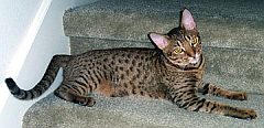 ocicat2