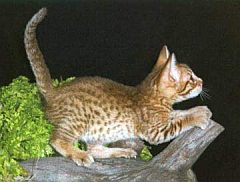 ocicat3