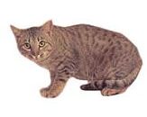 ocicat colorpoint