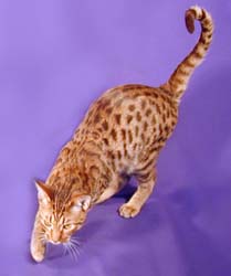 ocicat colorpoint1