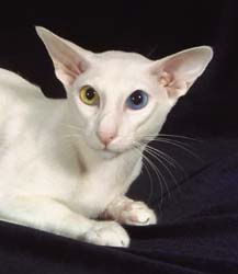 oriental white