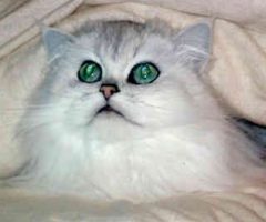 persian1