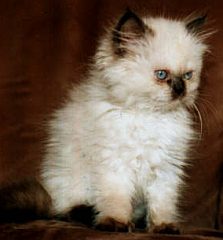persian2