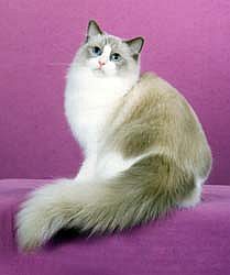 ragdoll2