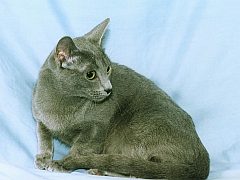 russblue5