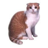 scottish fold2