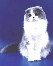 scottish fold3