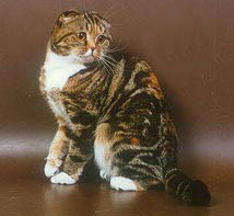 scottish fold4