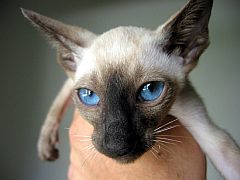 siamese1