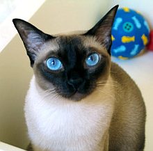 siamese3