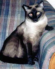 siamese4