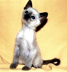 siamese5