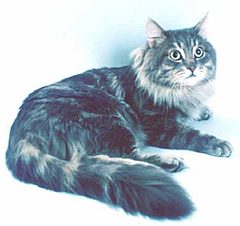 siberian