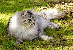 siberian4