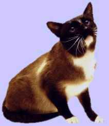 snowshoe2