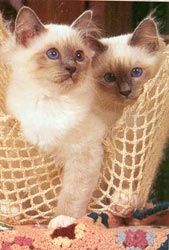 snowshoe3