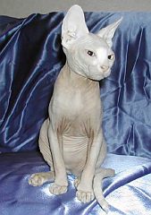 sphynx2