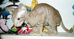 sphynx3